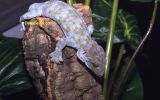 Gekko gecko